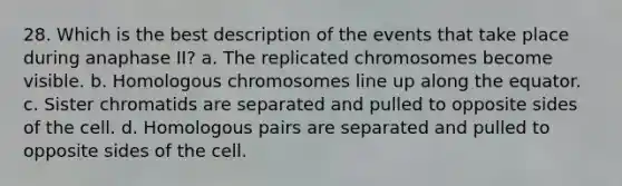 28. Which is the best description of the events that take place during anaphase II? a. The replicated chromosomes become visible. b. Homologous chromosomes line up along the equator. c. Sister chromatids are separated and pulled to opposite sides of the cell. d. Homologous pairs are separated and pulled to opposite sides of the cell.