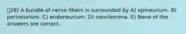 28) A bundle of nerve fibers is surrounded by A) epineurium. B) perineurium. C) endoneurium. D) neurilemma. E) None of the answers are correct.