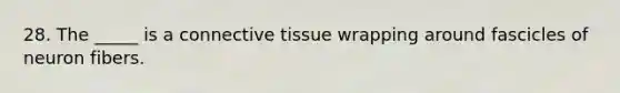 28. The _____ is a connective tissue wrapping around fascicles of neuron fibers.