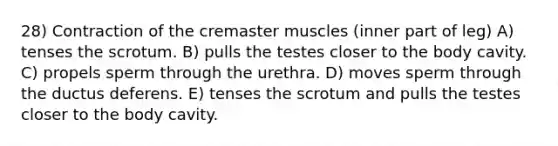 28) Contraction of the cremaster muscles (inner part of leg) A) tenses the scrotum. B) pulls the testes closer to the body cavity. C) propels sperm through the urethra. D) moves sperm through the ductus deferens. E) tenses the scrotum and pulls the testes closer to the body cavity.