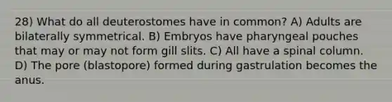 28) What do all deuterostomes have in common? A) Adults are bilaterally symmetrical. B) Embryos have pharyngeal pouches that may or may not form gill slits. C) All have a spinal column. D) The pore (blastopore) formed during gastrulation becomes the anus.