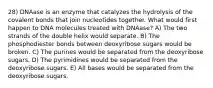 28) DNAase is an enzyme that catalyzes the hydrolysis of the covalent bonds that join nucleotides together. What would first happen to DNA molecules treated with DNAase? A) The two strands of the double helix would separate. B) The phosphodiester bonds between deoxyribose sugars would be broken. C) The purines would be separated from the deoxyribose sugars. D) The pyrimidines would be separated from the deoxyribose sugars. E) All bases would be separated from the deoxyribose sugars.