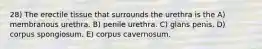 28) The erectile tissue that surrounds the urethra is the A) membranous urethra. B) penile urethra. C) glans penis. D) corpus spongiosum. E) corpus cavernosum.