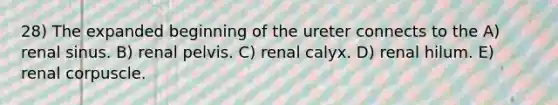 28) The expanded beginning of the ureter connects to the A) renal sinus. B) renal pelvis. C) renal calyx. D) renal hilum. E) renal corpuscle.