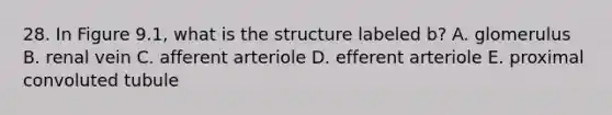 28. In Figure 9.1, what is the structure labeled b? A. glomerulus B. renal vein C. afferent arteriole D. efferent arteriole E. proximal convoluted tubule