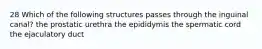 28 Which of the following structures passes through the inguinal canal? the prostatic urethra the epididymis the spermatic cord the ejaculatory duct