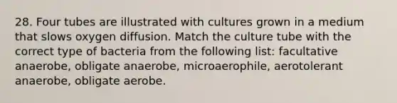 28. Four tubes are illustrated with cultures grown in a medium that slows oxygen diffusion. Match the culture tube with the correct type of bacteria from the following list: facultative anaerobe, obligate anaerobe, microaerophile, aerotolerant anaerobe, obligate aerobe.