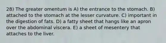 28) The greater omentum is A) the entrance to the stomach. B) attached to the stomach at the lesser curvature. C) important in the digestion of fats. D) a fatty sheet that hangs like an apron over the abdominal viscera. E) a sheet of mesentery that attaches to the liver.