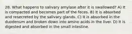 28. What happens to salivary amylase after it is swallowed? A) It is compacted and becomes part of the feces. B) It is absorbed and resecreted by the salivary glands. C) It is absorbed in the duodenum and broken down into amino acids in the liver. D) It is digested and absorbed in the small intestine.