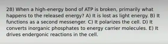 28) When a high-energy bond of ATP is broken, primarily what happens to the released energy? A) It is lost as light energy. B) It functions as a second messenger. C) It polarizes the cell. D) It converts inorganic phosphates to energy carrier molecules. E) It drives endergonic reactions in the cell.