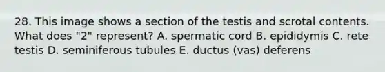 28. This image shows a section of the testis and scrotal contents. What does "2" represent? A. spermatic cord B. epididymis C. rete testis D. seminiferous tubules E. ductus (vas) deferens