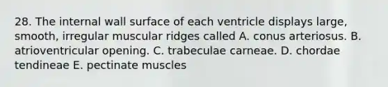 28. The internal wall surface of each ventricle displays large, smooth, irregular muscular ridges called A. conus arteriosus. B. atrioventricular opening. C. trabeculae carneae. D. chordae tendineae E. pectinate muscles