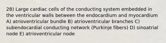 28) Large cardiac cells of the conducting system embedded in the ventricular walls between the endocardium and myocardium A) atrioventricular bundle B) atrioventricular branches C) subendocardial conducting network (Purkinje fibers) D) sinoatrial node E) atrioventricular node