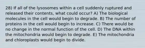 28) If all of the lysosomes within a cell suddenly ruptured and released their contents, what could occur? A) The biological molecules in the cell would begin to degrade. B) The number of proteins in the cell would begin to increase. C) There would be no change in the normal function of the cell. D) The DNA within the mitochondria would begin to degrade. E) The mitochondria and chloroplasts would begin to divide.