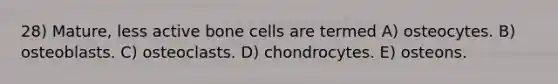 28) Mature, less active bone cells are termed A) osteocytes. B) osteoblasts. C) osteoclasts. D) chondrocytes. E) osteons.