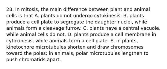 28. In mitosis, the main difference between plant and animal cells is that A. plants do not undergo cytokinesis. B. plants produce a cell plate to segregate the daughter nuclei, while animals form a cleavage furrow. C. plants have a central vacuole, while animal cells do not. D. plants produce a cell membrane in cytokinesis, while animals form a cell plate. E. in plants, kinetochore microtubules shorten and draw chromosomes toward the poles; in animals, polar microtubules lengthen to push chromatids apart.