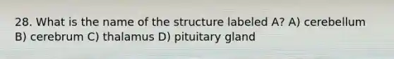 28. What is the name of the structure labeled A? A) cerebellum B) cerebrum C) thalamus D) pituitary gland