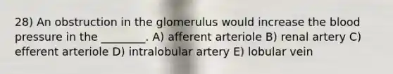 28) An obstruction in the glomerulus would increase the blood pressure in the ________. A) afferent arteriole B) renal artery C) efferent arteriole D) intralobular artery E) lobular vein