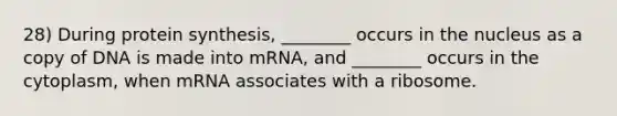 28) During <a href='https://www.questionai.com/knowledge/kVyphSdCnD-protein-synthesis' class='anchor-knowledge'>protein synthesis</a>, ________ occurs in the nucleus as a copy of DNA is made into mRNA, and ________ occurs in the cytoplasm, when mRNA associates with a ribosome.