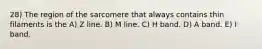 28) The region of the sarcomere that always contains thin filaments is the A) Z line. B) M line. C) H band. D) A band. E) I band.