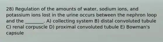 28) Regulation of the amounts of water, sodium ions, and potassium ions lost in the urine occurs between the nephron loop and the ________. A) collecting system B) distal convoluted tubule C) renal corpuscle D) proximal convoluted tubule E) Bowman's capsule