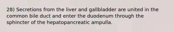 28) Secretions from the liver and gallbladder are united in the common bile duct and enter the duodenum through the sphincter of the hepatopancreatic ampulla.