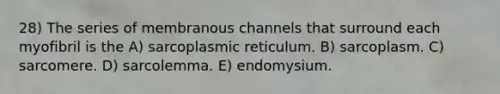 28) The series of membranous channels that surround each myofibril is the A) sarcoplasmic reticulum. B) sarcoplasm. C) sarcomere. D) sarcolemma. E) endomysium.