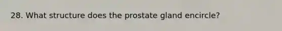 28. What structure does the prostate gland encircle?