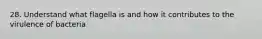 28. Understand what flagella is and how it contributes to the virulence of bacteria