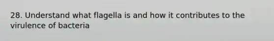 28. Understand what flagella is and how it contributes to the virulence of bacteria