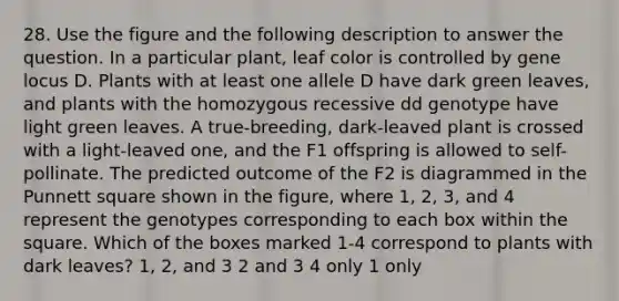 28. Use the figure and the following description to answer the question. In a particular plant, leaf color is controlled by gene locus D. Plants with at least one allele D have dark green leaves, and plants with the homozygous recessive dd genotype have light green leaves. A true-breeding, dark-leaved plant is crossed with a light-leaved one, and the F1 offspring is allowed to self-pollinate. The predicted outcome of the F2 is diagrammed in the Punnett square shown in the figure, where 1, 2, 3, and 4 represent the genotypes corresponding to each box within the square. Which of the boxes marked 1-4 correspond to plants with dark leaves? 1, 2, and 3 2 and 3 4 only 1 only