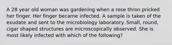 A 28 year old woman was gardening when a rose thron pricked her finger. Her finger became infected. A sample is taken of the exudate and sent to the microbiology laboratory. Small, round, cigar shaped structures are microscopically observed. She is most likely infected with which of the following?