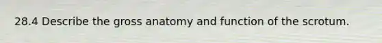 28.4 Describe the gross anatomy and function of the scrotum.