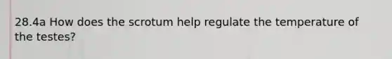 28.4a How does the scrotum help regulate the temperature of the testes?