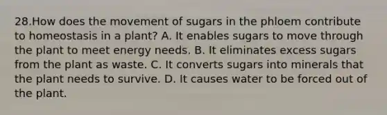 28.How does the movement of sugars in the phloem contribute to homeostasis in a plant? A. It enables sugars to move through the plant to meet energy needs. B. It eliminates excess sugars from the plant as waste. C. It converts sugars into minerals that the plant needs to survive. D. It causes water to be forced out of the plant.