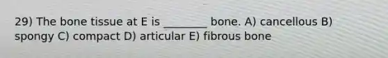 29) The bone tissue at E is ________ bone. A) cancellous B) spongy C) compact D) articular E) fibrous bone