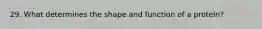 29. What determines the shape and function of a protein?