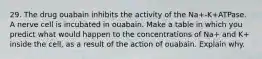 29. The drug ouabain inhibits the activity of the Na+-K+ATPase. A nerve cell is incubated in ouabain. Make a table in which you predict what would happen to the concentrations of Na+ and K+ inside the cell, as a result of the action of ouabain. Explain why.