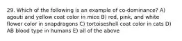 29. Which of the following is an example of co-dominance? A) agouti and yellow coat color in mice B) red, pink, and white flower color in snapdragons C) tortoiseshell coat color in cats D) AB blood type in humans E) all of the above