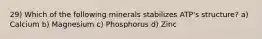 29) Which of the following minerals stabilizes ATP's structure? a) Calcium b) Magnesium c) Phosphorus d) Zinc