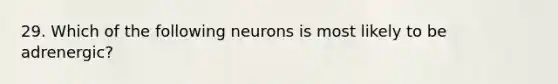 29. Which of the following neurons is most likely to be adrenergic?