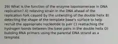 29) What is the function of the enzyme topoisomerase in DNA replication? A) relieving strain in the DNA ahead of the replication fork caused by the untwisting of the double helix B) detecting the shape of the template base's surface to help recruit the appropriate nucleotide to pair C) reattaching the hydrogen bonds between the base pairs in the double helix D) building RNA primers using the parental DNA strand as a template