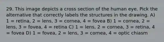 29. This image depicts a cross section of the human eye. Pick the alternative that correctly labels the structures in the drawing. A) 1 = retina, 2 = lens, 3 = cornea, 4 = fovea B) 1 = cornea, 2 = lens, 3 = fovea, 4 = retina C) 1 = lens, 2 = cornea, 3 = retina, 4 = fovea D) 1 = fovea, 2 = lens, 3 = cornea, 4 = optic chiasm