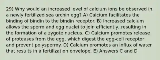 29) Why would an increased level of calcium ions be observed in a newly fertilized sea urchin egg? A) Calcium facilitates the binding of bindin to the bindin receptor. B) Increased calcium allows the sperm and egg nuclei to join efficiently, resulting in the formation of a zygote nucleus. C) Calcium promotes release of proteases from the egg, which digest the egg-cell receptor and prevent polyspermy. D) Calcium promotes an influx of water that results in a fertilization envelope. E) Answers C and D