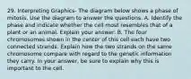 29. Interpreting Graphics- The diagram below shows a phase of mitosis. Use the diagram to answer the questions. A. Identify the phase and indicate whether the cell most resembles that of a plant or an animal. Explain your answer. B. The four chromosomes shown in the center of this cell each have two connected strands. Explain how the two strands on the same chromosome compare with regard to the genetic information they carry. In your answer, be sure to explain why this is important to the cell.