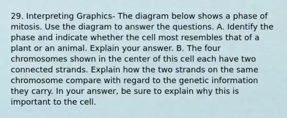 29. Interpreting Graphics- The diagram below shows a phase of mitosis. Use the diagram to answer the questions. A. Identify the phase and indicate whether the cell most resembles that of a plant or an animal. Explain your answer. B. The four chromosomes shown in the center of this cell each have two connected strands. Explain how the two strands on the same chromosome compare with regard to the genetic information they carry. In your answer, be sure to explain why this is important to the cell.