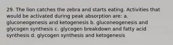 29. The lion catches the zebra and starts eating. Activities that would be activated during peak absorption are: a. gluconeogenesis and ketogenesis b. gluconeogenesis and glycogen synthesis c. glycogen breakdown and fatty acid synthesis d. glycogen synthesis and ketogenesis