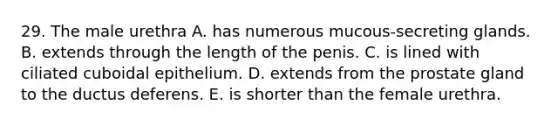 29. The male urethra A. has numerous mucous-secreting glands. B. extends through the length of the penis. C. is lined with ciliated cuboidal epithelium. D. extends from the prostate gland to the ductus deferens. E. is shorter than the female urethra.