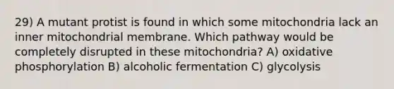 29) A mutant protist is found in which some mitochondria lack an inner mitochondrial membrane. Which pathway would be completely disrupted in these mitochondria? A) oxidative phosphorylation B) alcoholic fermentation C) glycolysis