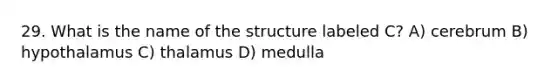 29. What is the name of the structure labeled C? A) cerebrum B) hypothalamus C) thalamus D) medulla